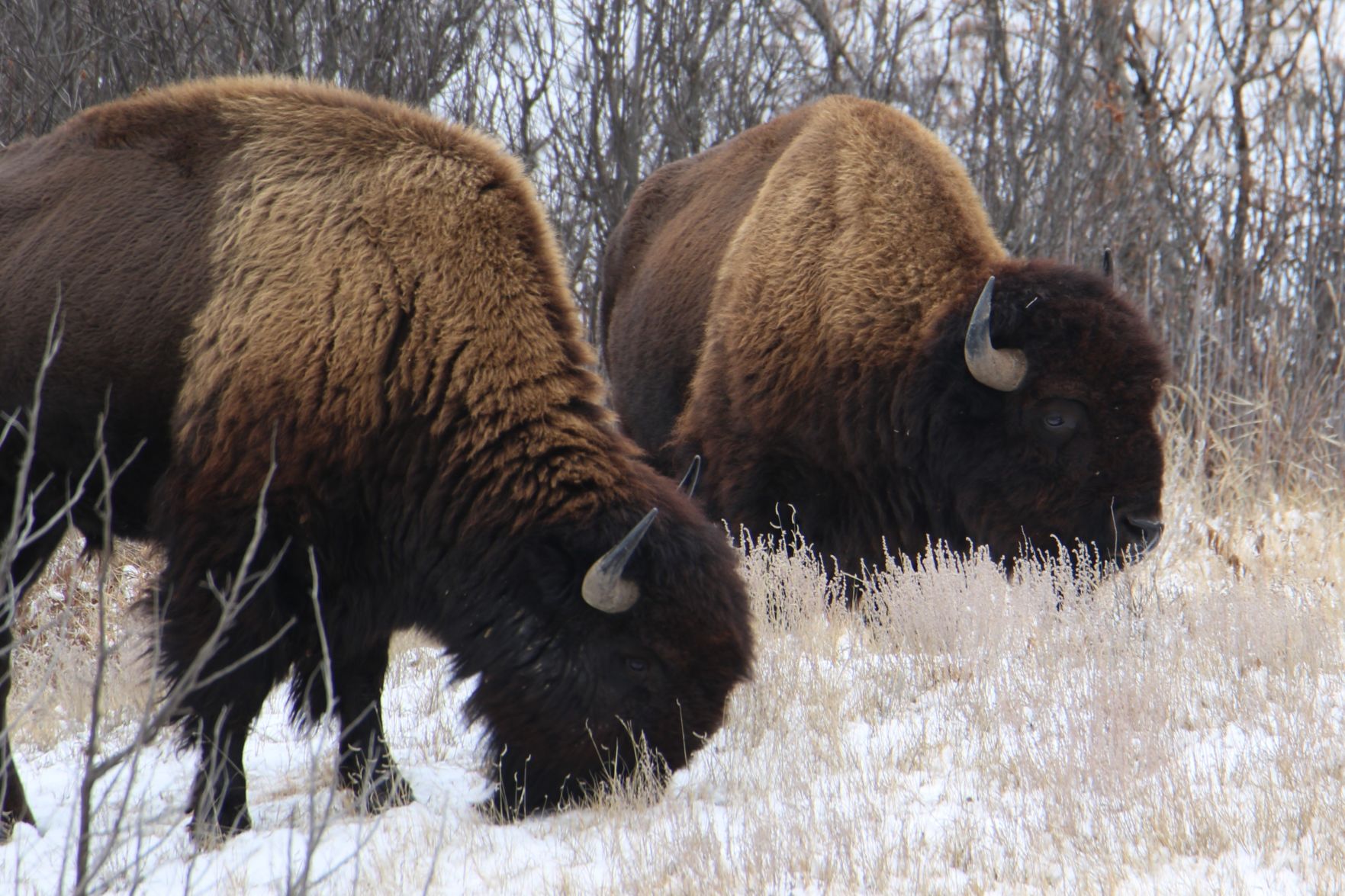 Healthy Bulls
